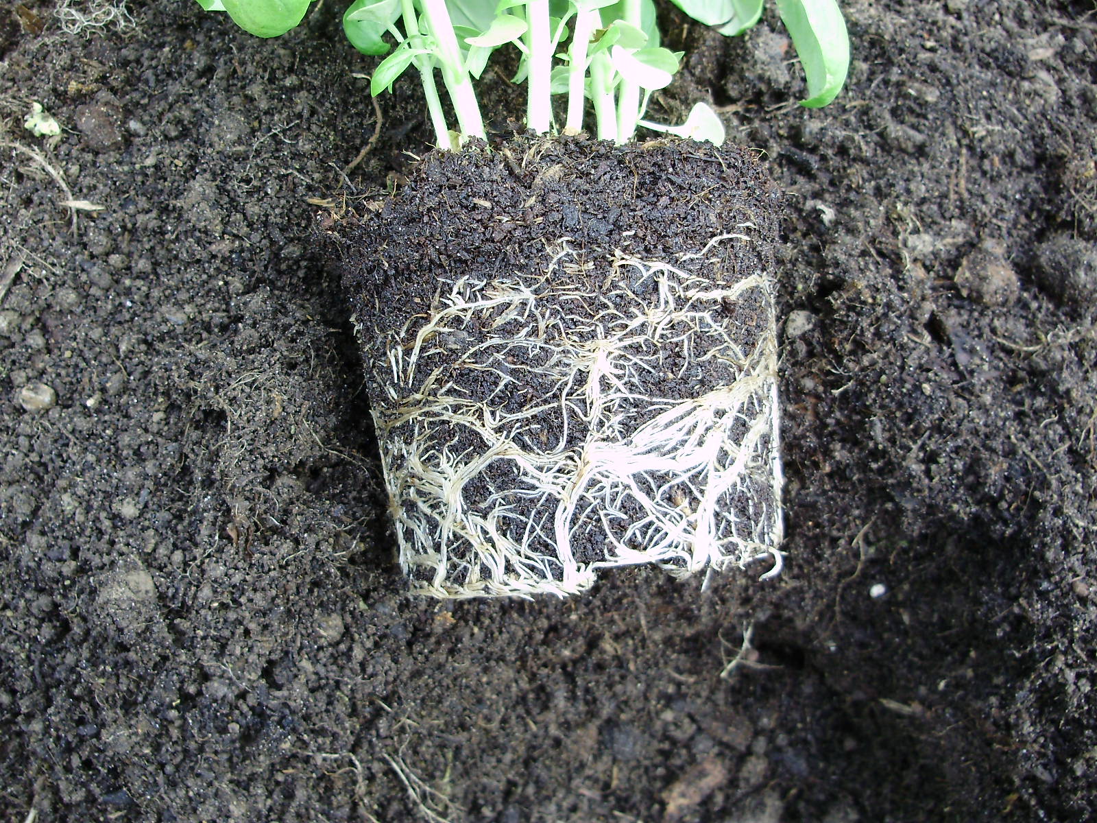 11. Pot nicely filled - roots ready to explore further