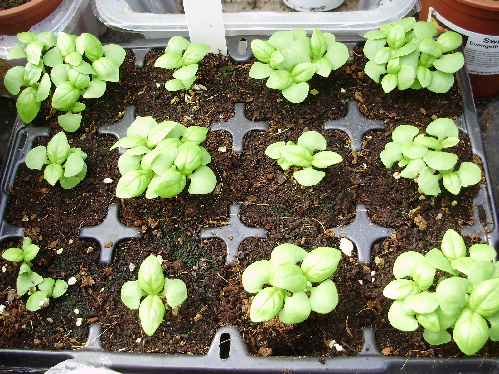 14. Basil seedlings sown in organic compost mid April. Pictured 3 weeks later ready for potting on