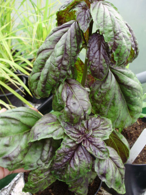 16. A rare Basil - Giant Red Lettuce Leaved - has a deliciously sweet warm cinnamon flavour & leaves big enough to cover my hand!