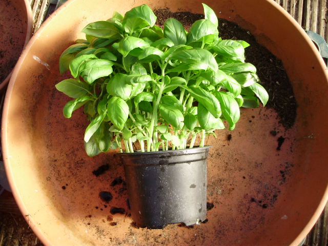 1. A nice pot of healthy basil, plenty full enough & ready to split