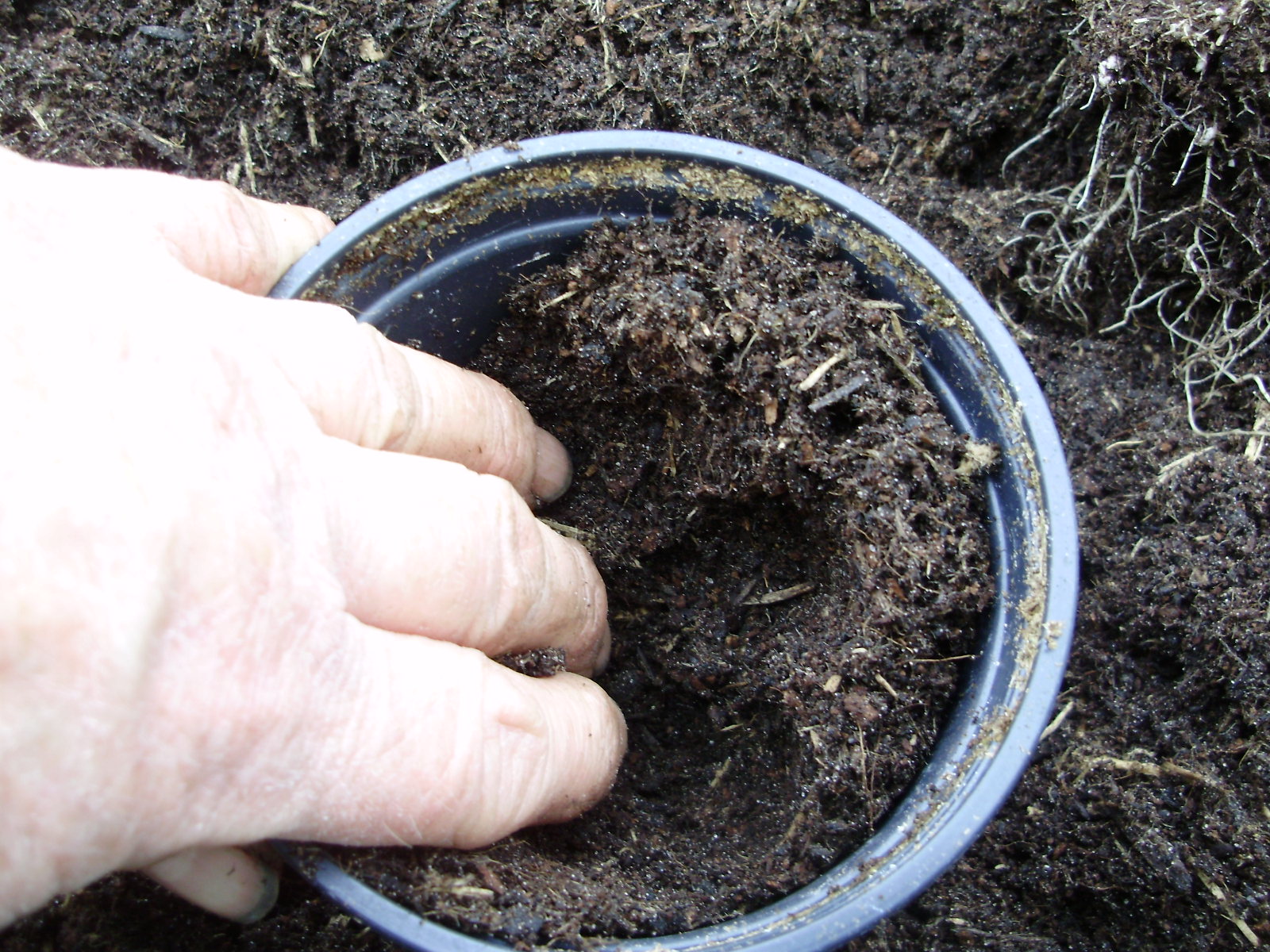 6. Fill a pot with compost & make a wedge shaped hole