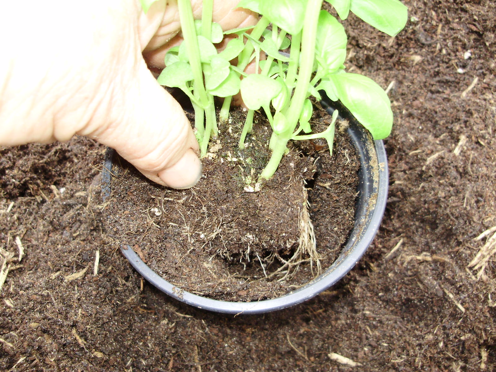 7. Pot up clump filling with compost to same level as it was originally. Firm gently & water in.