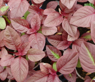 Amaranthus Red Army - grown as a larger seedling salad crop, to be harvested above first leaf joints Amaranthus Red Army - grown as a larger seedling salad crop, to be harvested above first leaf joints