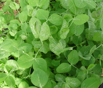 Oregon Sugar Pod makes luscious shoots which can be cut several times for a seedling crop
